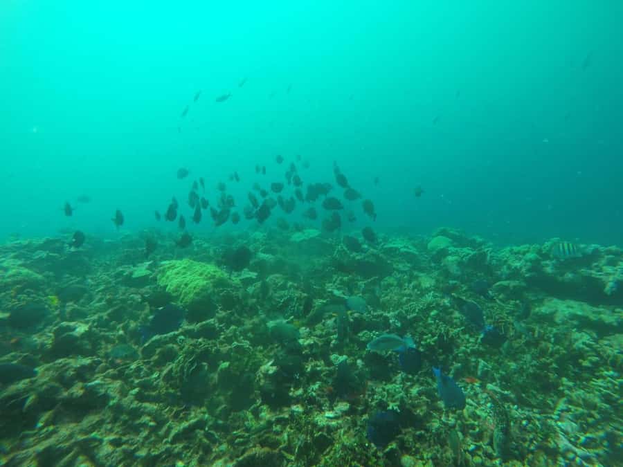 Cartagena: Basic Diving for beginners in Rosario Islands - One hour among coral reefs and marine life