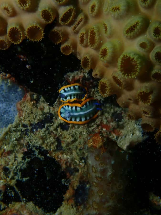 Cartagena: PADI DISCOVER SCUBA / MINICURSO DE BUCEO - First 50-minute session around Barú’s reefs