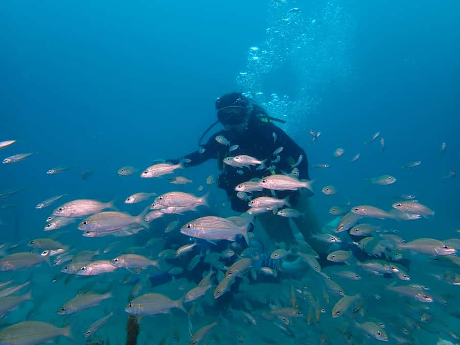 Cartagena: PADI DISCOVER SCUBA / MINICURSO DE BUCEO - The practical rules that can affect your plans