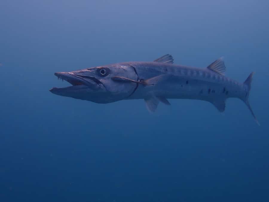 Cartagena: PADI DISCOVER SCUBA / MINICURSO DE BUCEO - Should you book the Barú reef experience?