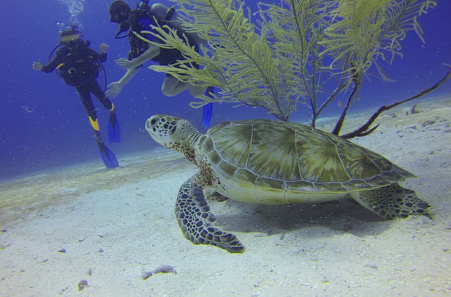 Cartagena: Scuba Diving Day Trip at Playa Blanca with Lunch - Key points to know before booking