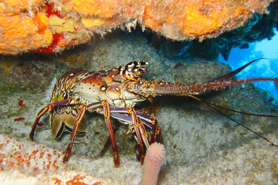 Cartagena: Scuba Diving Day Trip at Playa Blanca with Lunch - Who will enjoy this day most