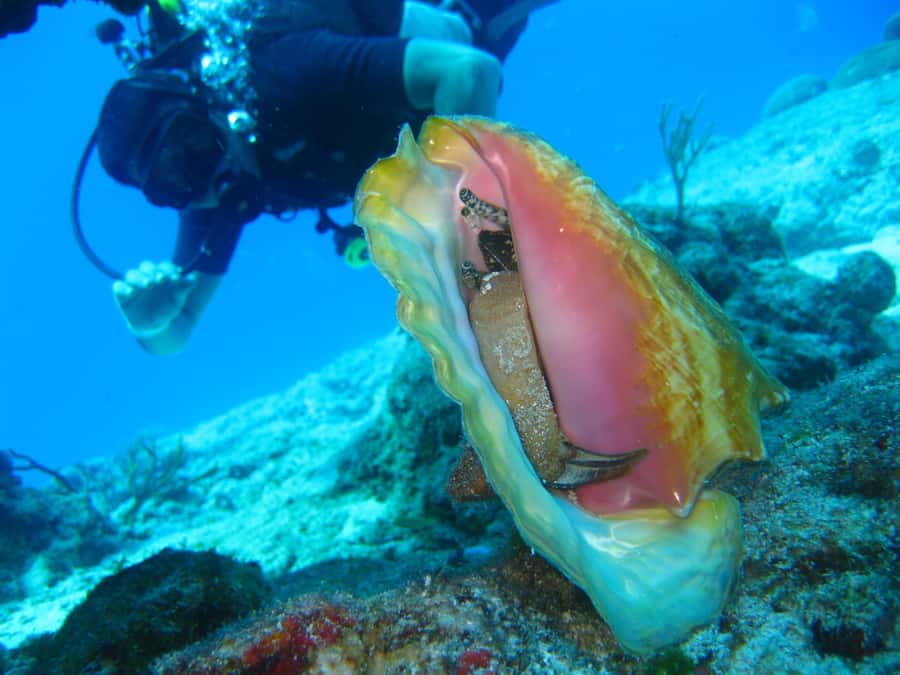 Cartagena: Scuba Diving Day Trip at Playa Blanca with Lunch - Boat ride and one hour on the reef