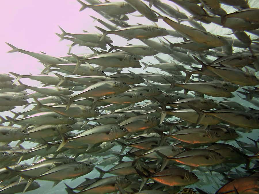 Cartagena: Scuba Diving Day Trip at Playa Blanca with Lunch - Lunch with fish, chicken, or a vegetarian plate