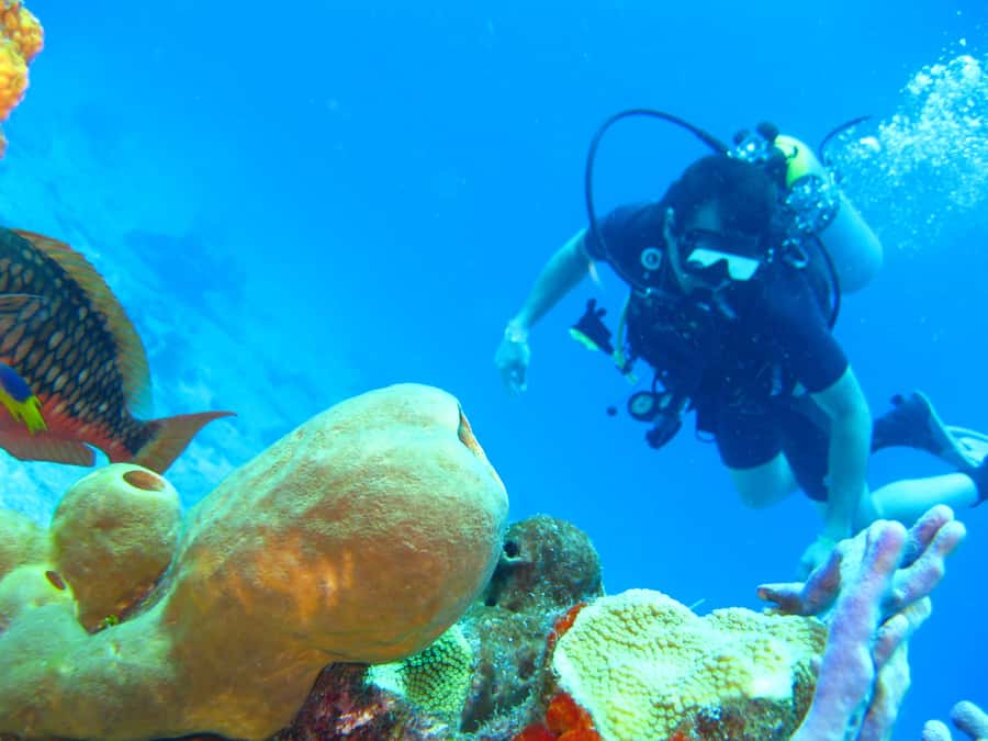 Cartagena: Scuba Diving Day Trip at Playa Blanca with Lunch - A relaxed afternoon at Playa Blanca
