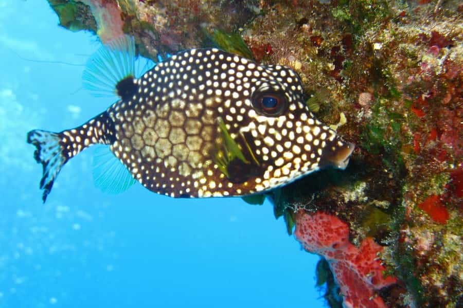 Cartagena: Scuba Diving Day Trip at Playa Blanca with Lunch - Leaving at 2:30 and returning to Cartagena
