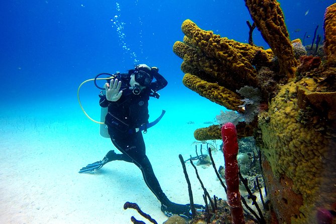 Catalina Island Diving - Quick takeaways
