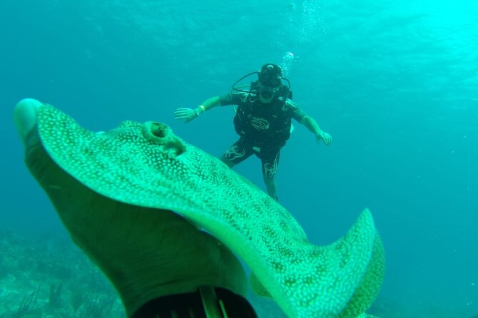 Catalina Island Diving - Why Catalina Island is the main attraction