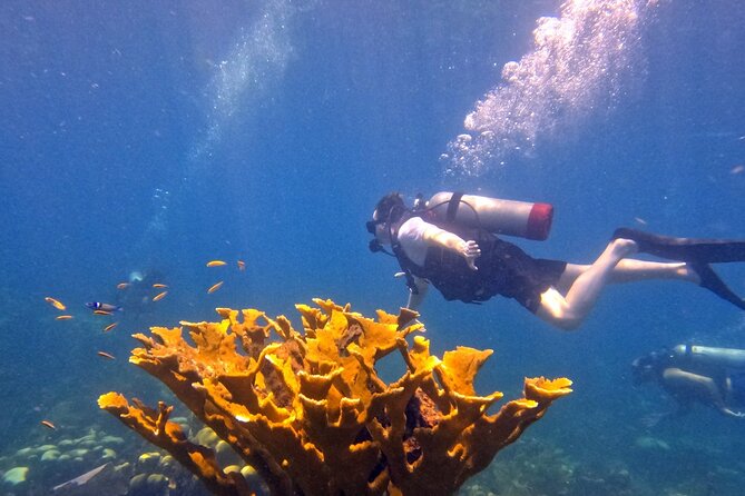 Catalina Island Diving - Practical advice before you reserve