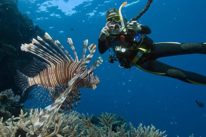 Catalina Island Diving Tour - Key points at a glance