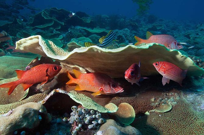 Catalina Island Diving Tour - Catalina Island snorkeling and time in the water