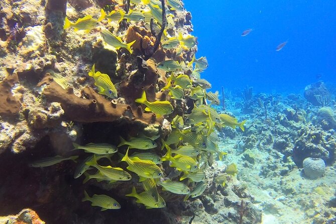Catalina Island Diving Tour - Lunch gives the long day a useful break