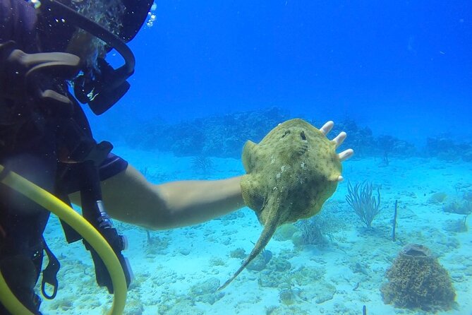 Catalina Island Diving Tour - Is $210 per person fair?