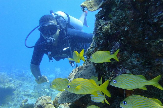 Catalina Island Diving Tour - The service style and what it means for you