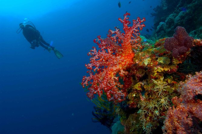 Catalina Island Scuba Diving - Amazing Full Day Tour! - From Punta Cana to La Romana at 7:00 a.m.