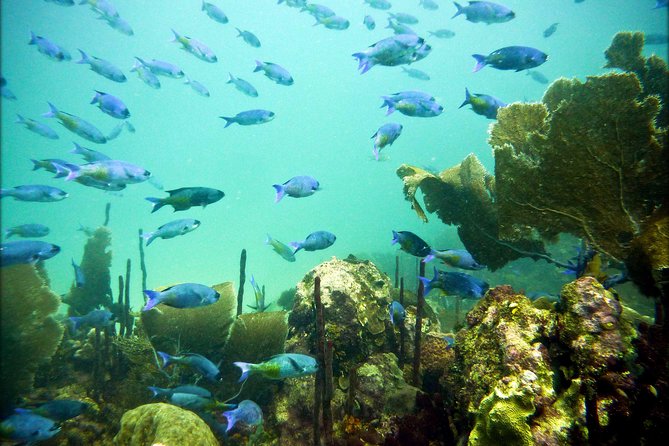 Catalina Island Scuba Diving - Amazing Full Day Tour! - Lunch, Drinks, and What the Price Covers