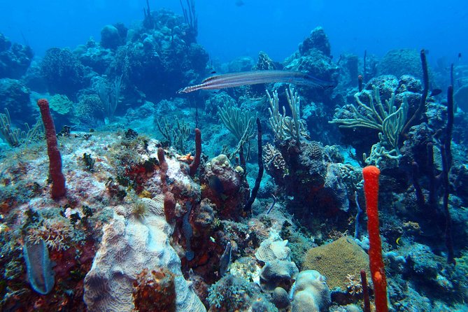 Catalina Island Scuba Diving - Amazing Full Day Tour! - The Wall: A First Look Below the Surface