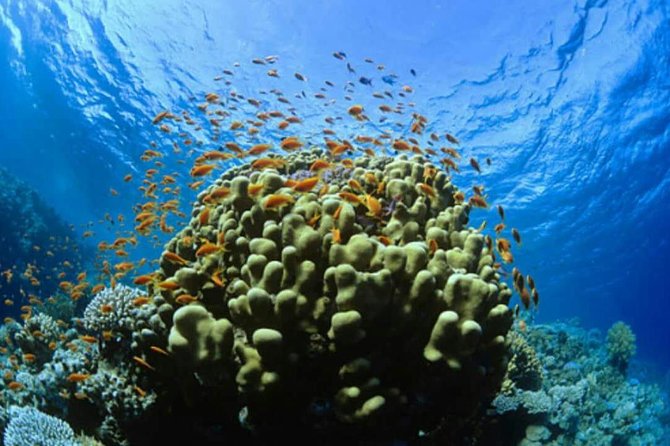Catalina Island Scuba Diving and Snorkeling Tour from Punta Cana - From Punta Cana to La Romana Marina