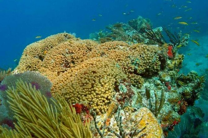Catalina Island Scuba Diving and Snorkeling Tour from Punta Cana - What the $170 price really covers