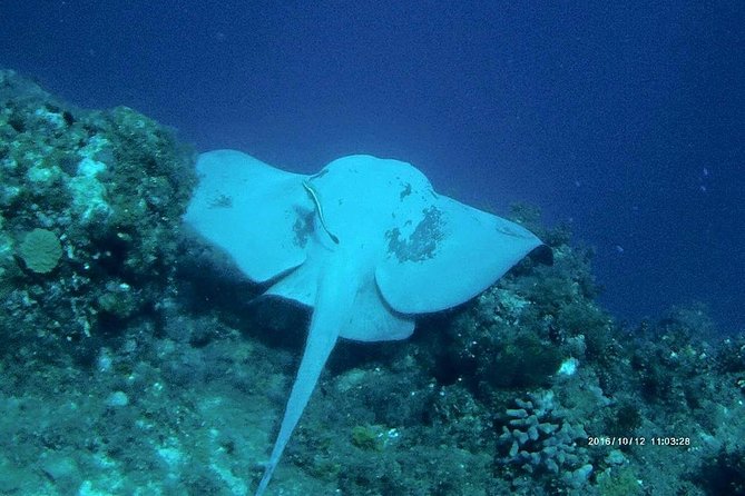 Catalina Island Scuba Diving and Snorkeling Tour from Punta Cana - Timing, comfort, and small practical details