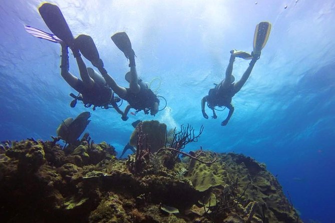 Catalina Island Scuba Diving and Snorkeling Tour from Punta Cana - The Wall: dramatic underwater scenery first