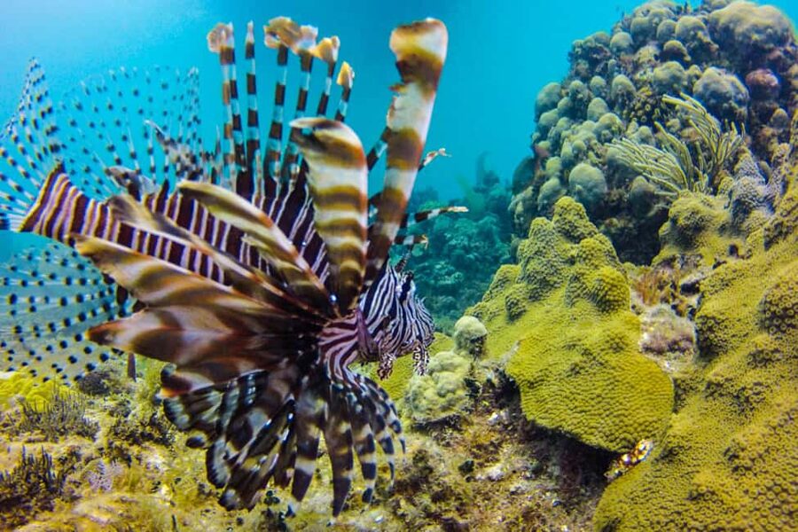 Catalina Island Scuba Diving Tour from Punta Cana - The Aquarium on the west side