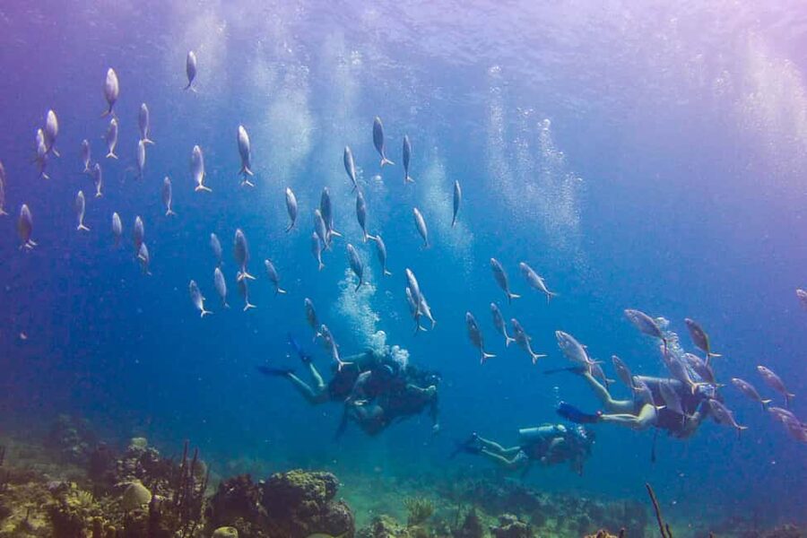 Catalina Island Scuba Diving Tour from Punta Cana - BBQ lunch and a private beach afternoon