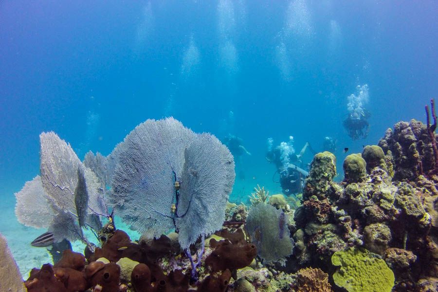 Catalina Island Scuba Diving Tour from Punta Cana - Who will enjoy this Catalina Island day?