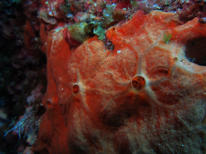 Catania: Gulf Scuba Diving Tour with Marine Biologist - What the 3.5 hours feel like
