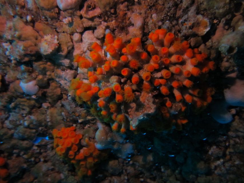 Catania: Gulf Scuba Diving Tour with Marine Biologist - Why the marine biologist guide matters