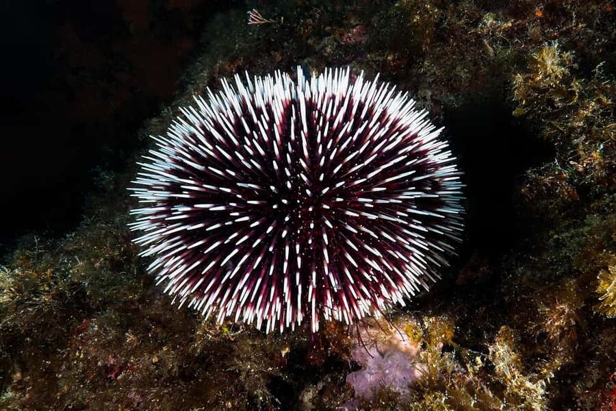 Catania: Scuba Diving Experience - A first look beneath Catania’s Ionian coast