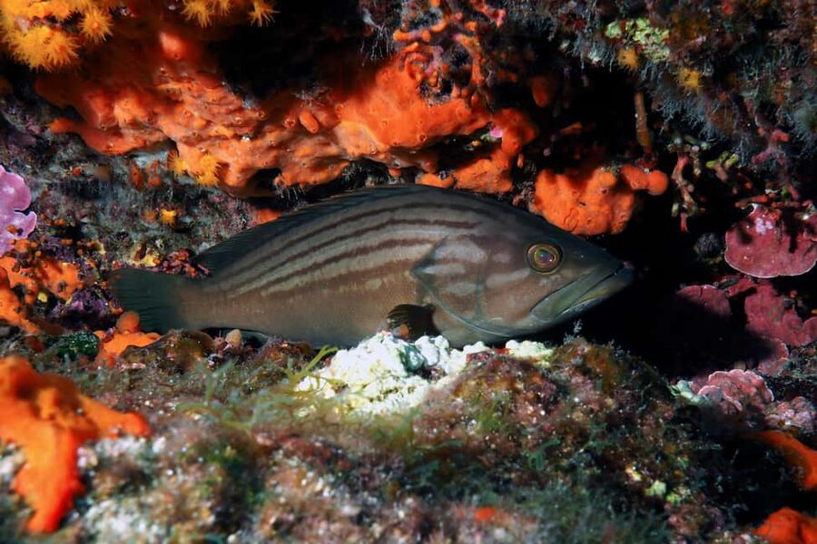 Catania: Scuba Diving Experience - What happens during the two-hour session