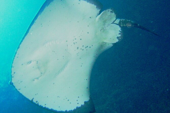 Cathedral Cove Dive & Snorkel- Marine Reserve specialised trips - Why this Hahei boat trip is different
