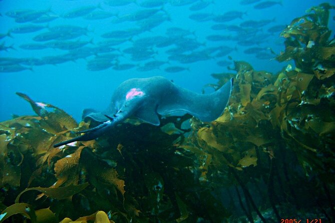 Cathedral Cove Dive & Snorkel- Marine Reserve specialised trips - One hour among reef, rays, and snapper