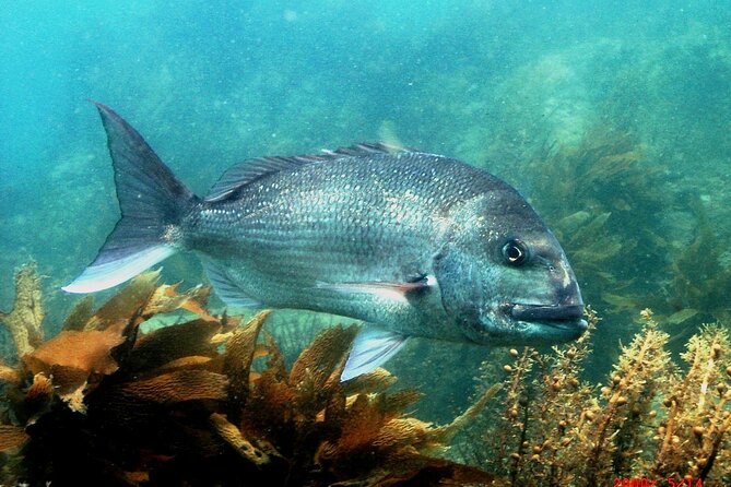 Cathedral Cove Dive & Snorkel- Marine Reserve specialised trips - Starting at 48 Hahei Beach Road