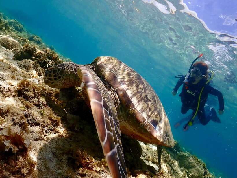 Cebu: Beach Scuba Diving Experience - What your two to four hours in Cebu look like