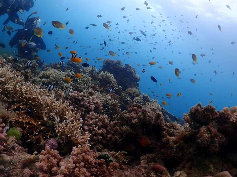 Cebu: Beach Scuba Diving Experience - Photos are a real part of the experience