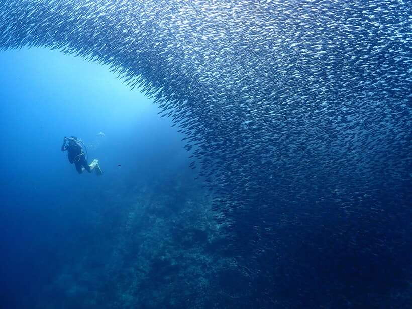 Cebu: Beach Scuba Diving Experience - Who will enjoy this most?