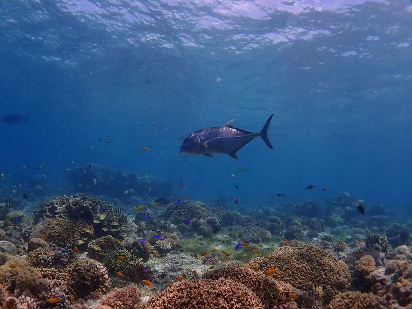 Cebu: Boat Diving Two Dive Tour in Olango Island - What the positive feedback tells you
