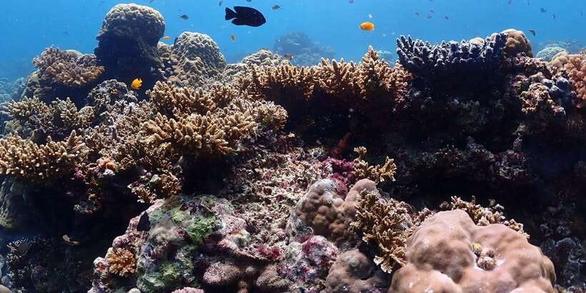 Cebu: Boat Diving Two Dive Tour in Olango Island - Safety rules that affect your Cebu plans