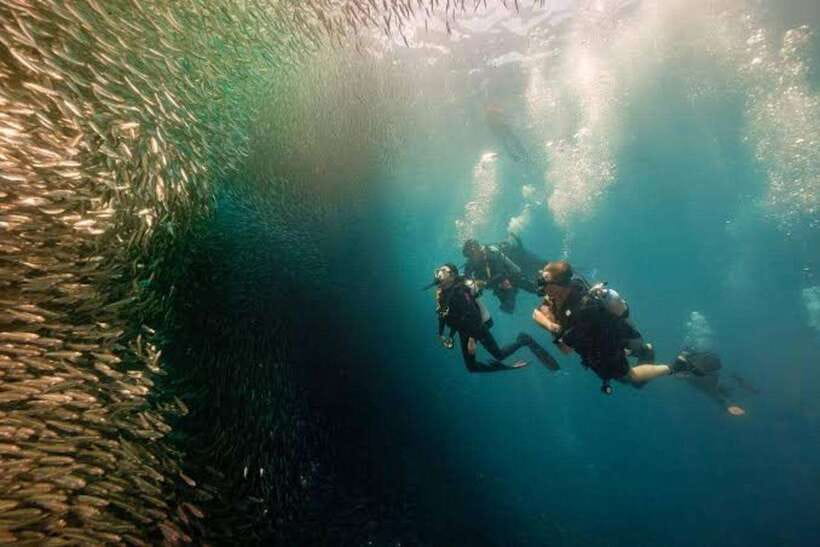 Cebu: Moalboal Scuba Diving, Sardines Run & Pescador Snorkel - Why Moalboal’s Sardine Run Is Worth Seeing