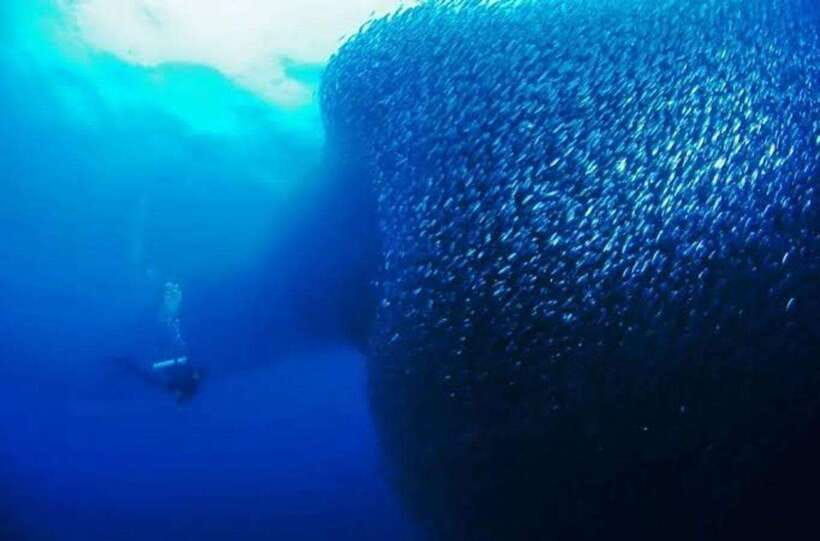 Cebu: Moalboal Scuba Diving, Sardines Run & Pescador Snorkel - The Scuba Session Beside the Sardines