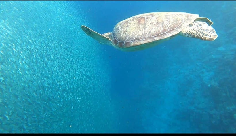 Cebu: Moalboal Scuba Diving, Sardines Run & Pescador Snorkel - Pescador Island and the Snorkeling Portion