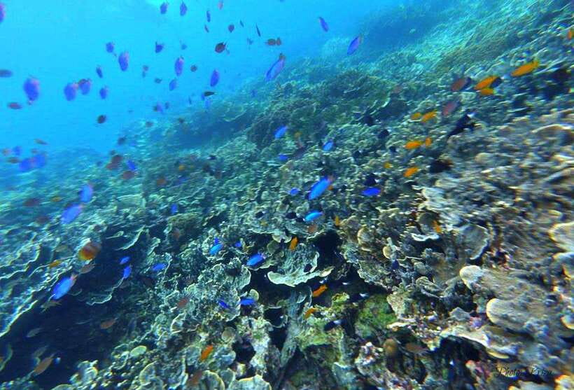 Cebu: Moalboal Scuba Diving, Sardines Run & Pescador Snorkel - Equipment, Staff, and Communication
