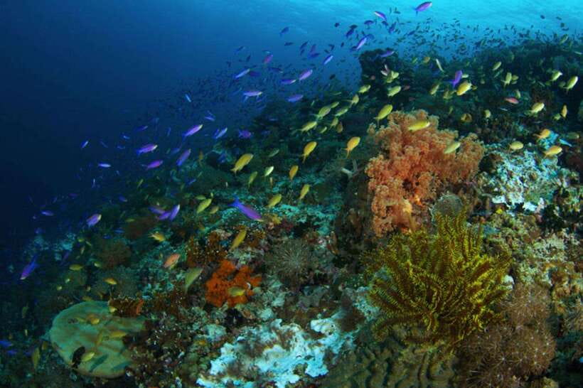 Cebu: Moalboal Scuba Diving, Sardines Run & Pescador Snorkel - Practical Packing Advice