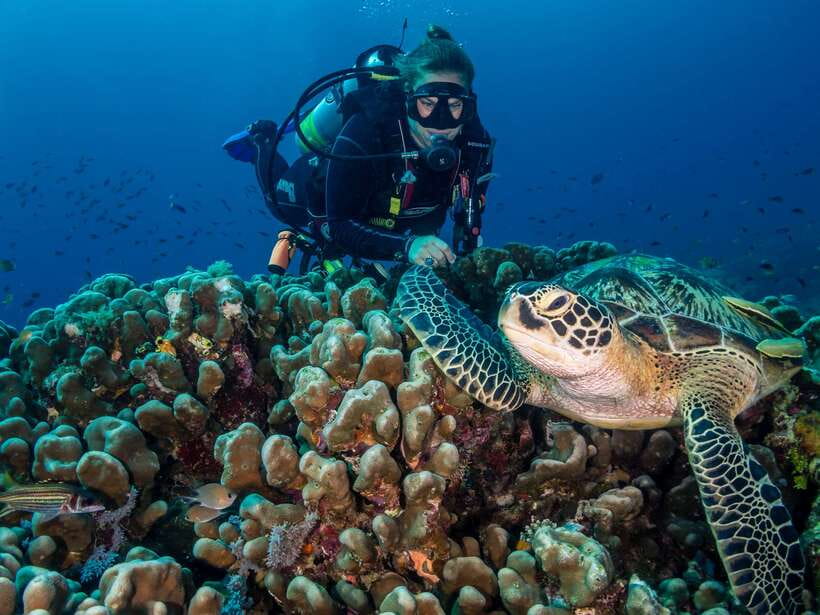Cebu: Moalboal Scuba Diving with Sardines and Turtle Snorkel - Equipment, instruction, and the beginner question