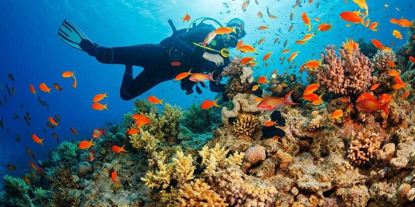 Cebu: Moalboal Scuba Diving with Sardines and Turtle Snorkel - Who will enjoy this Moalboal outing?