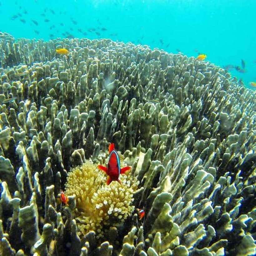 Cebu: Oslob Whaleshark Scuba Diving & Sumilon Sanctuary - Who should book this experience?
