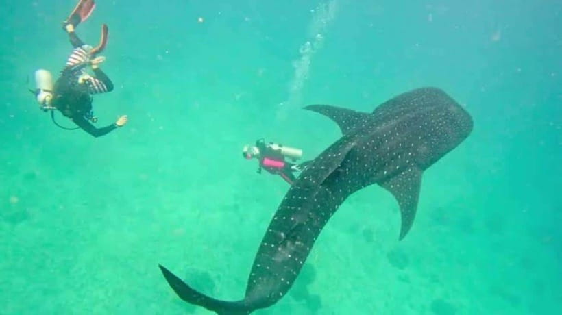 Cebu: Oslob Whaleshark Scuba Diving & Sumilon Sanctuary - Why this Cebu day trip works
