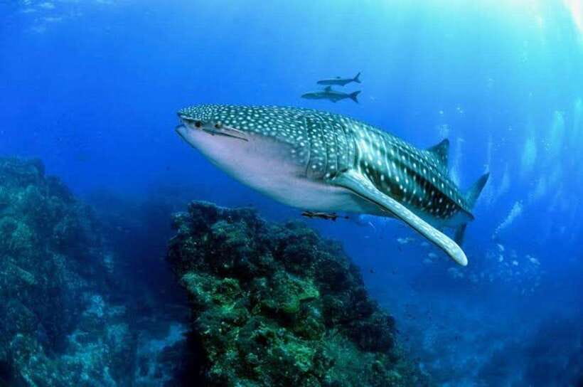 Cebu: Oslob Whaleshark Scuba Diving & Sumilon Sanctuary - Meeting the whale sharks in Oslob